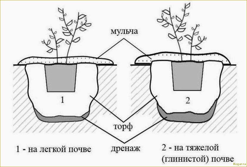 Посадка и уход за снежноягодником — опыт успешного выращивания