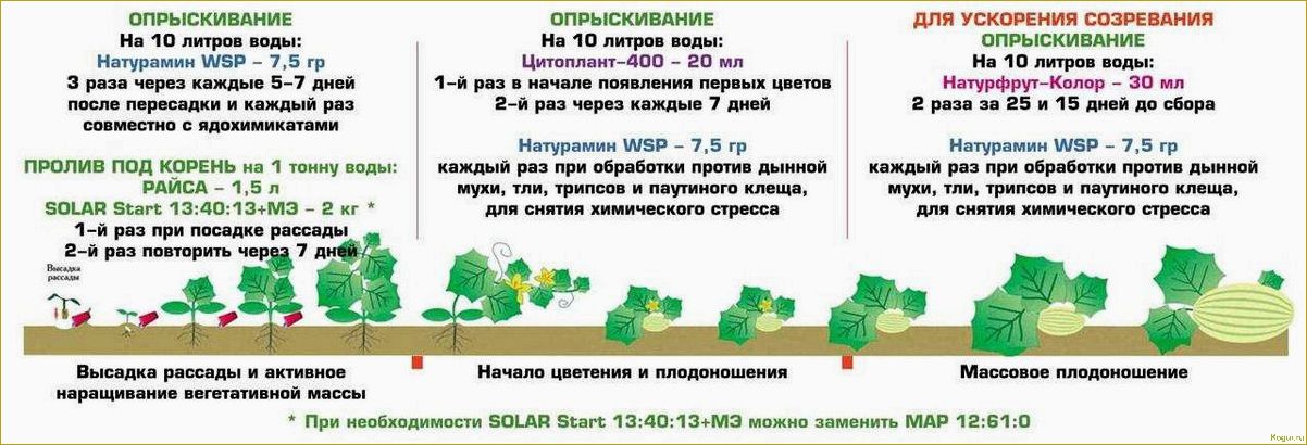 Правильная и своевременная посадка огурцов в открытый грунт — гарант урожая