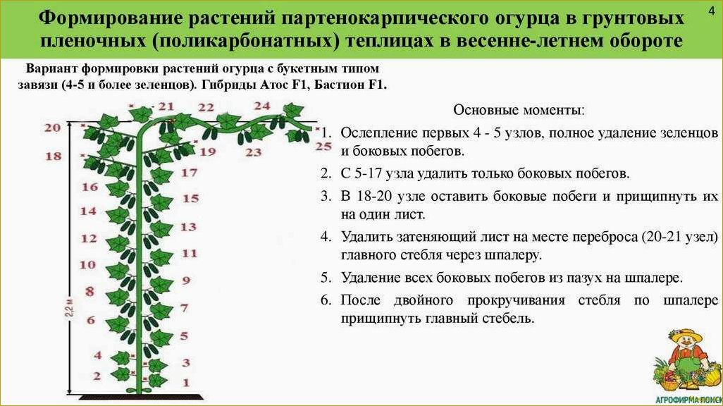 Правильная и своевременная посадка огурцов в открытый грунт — гарант урожая