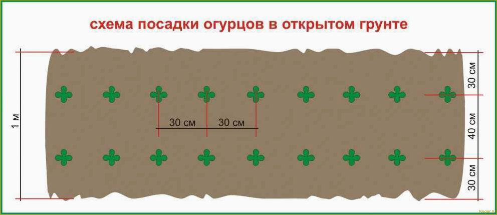 Правильная и своевременная посадка огурцов в открытый грунт — гарант урожая