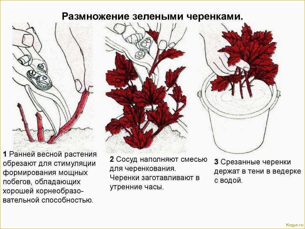 Размножение рододендрона семенами, черенками и отводками в домашних условиях