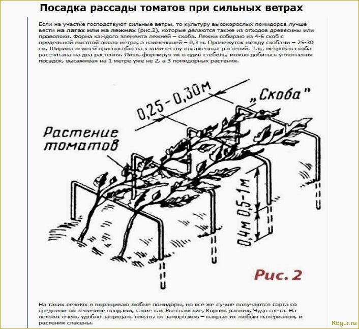 Когда и как правильно высаживать рассаду помидор в грунт: сроки и основные правила