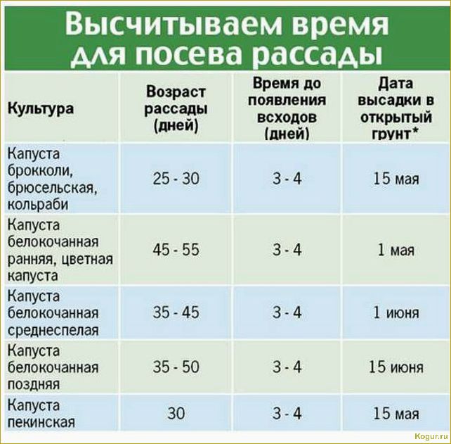 Когда и как правильно высаживать рассаду помидор в грунт: сроки и основные правила