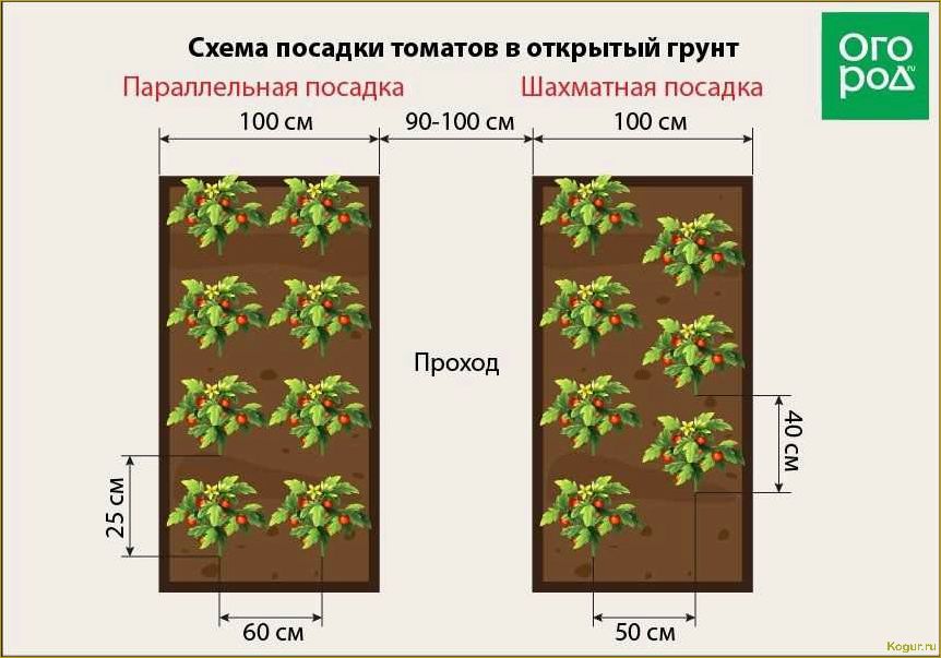 Когда и как правильно высаживать рассаду помидор в грунт: сроки и основные правила