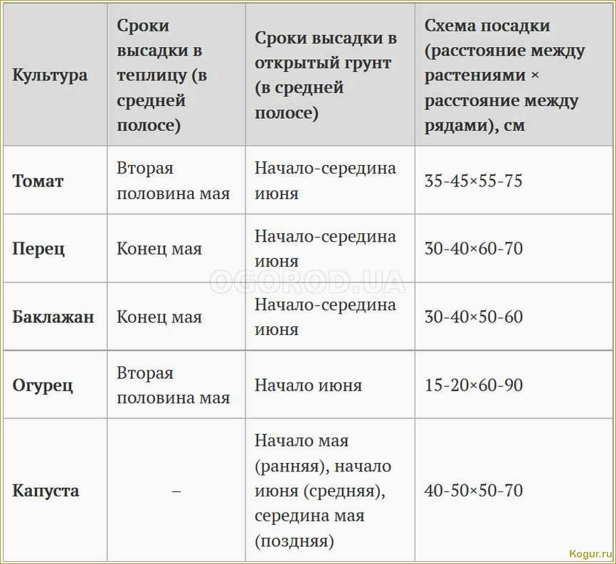 Когда и как правильно высаживать рассаду помидор в грунт: сроки и основные правила