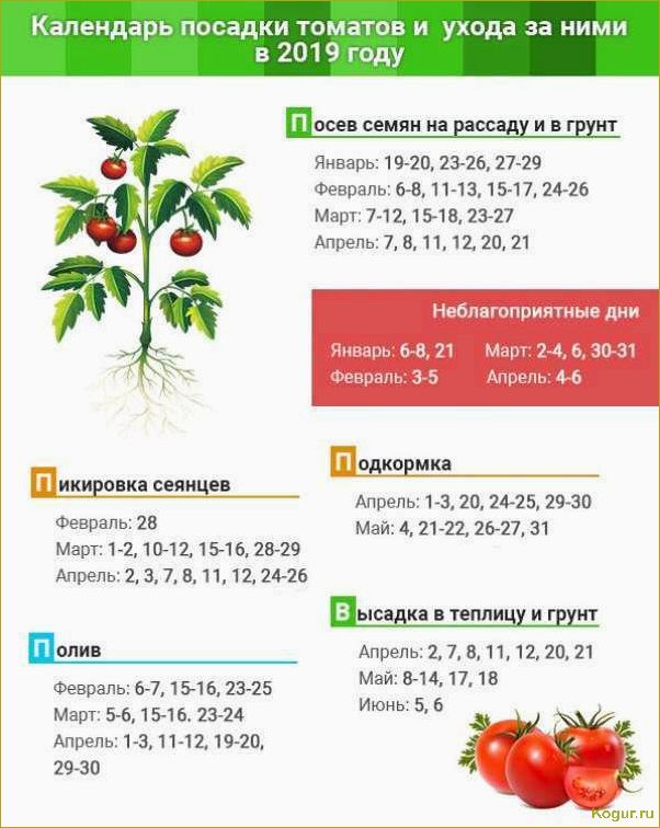 Когда и как правильно высаживать рассаду помидор в грунт: сроки и основные правила