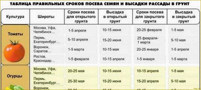 Когда и как правильно высаживать рассаду помидор в грунт: сроки и основные правила