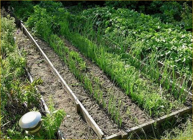 Выращивание моркови по Митлайдеру: секреты успешного урожая