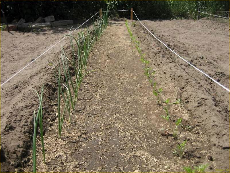 Выращивание моркови по Митлайдеру: секреты успешного урожая