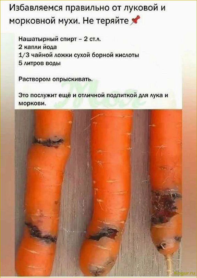 Болезни моркови и способы их предотвращения