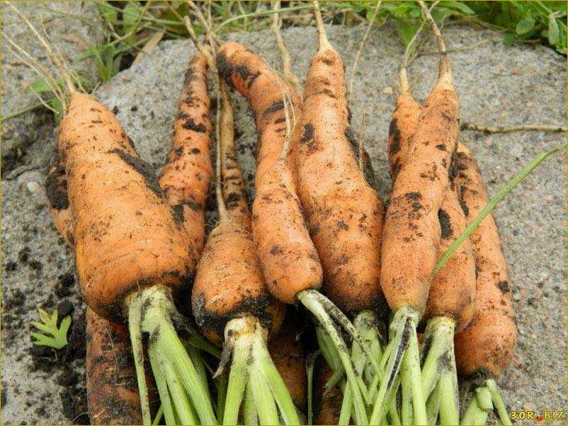 Болезни моркови и способы их предотвращения