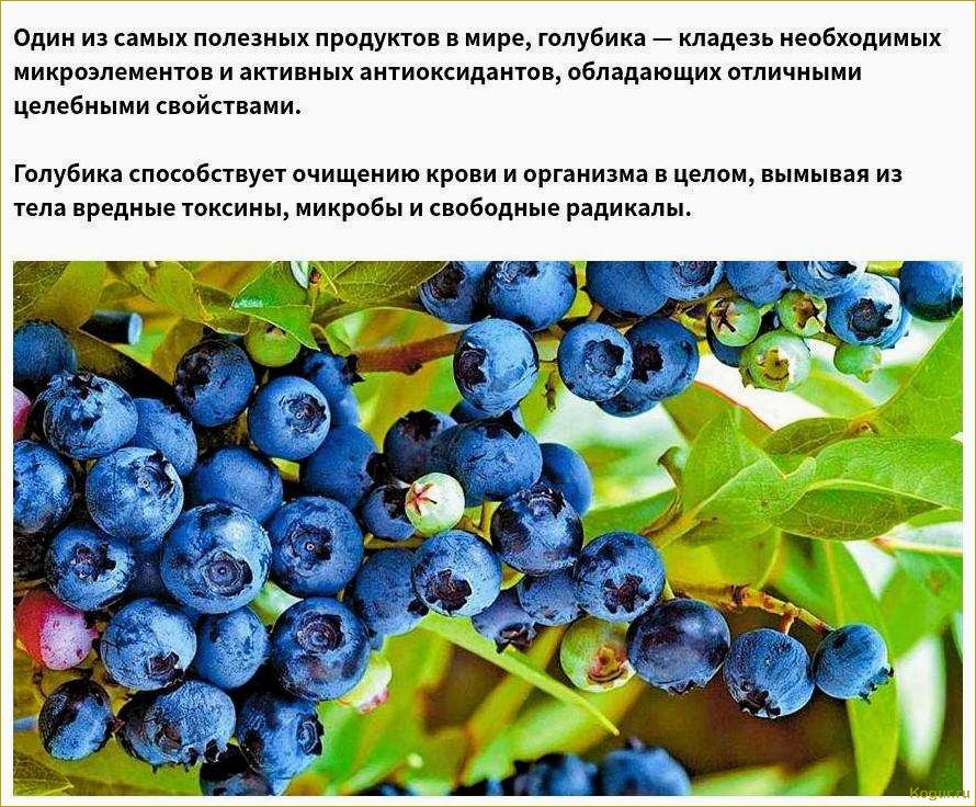 Эффектная, но в то же время выносливая голубика: описание 8-ми популярных сортов