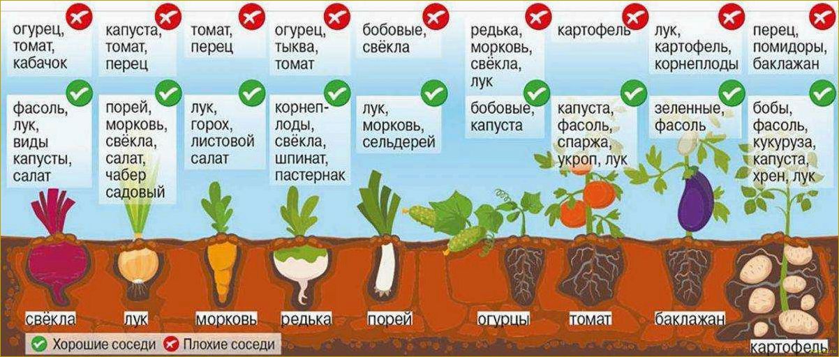 Изучаем сорта баклажан для Подмосковья, чтобы вырастить рекордный урожай в теплице и на грядках