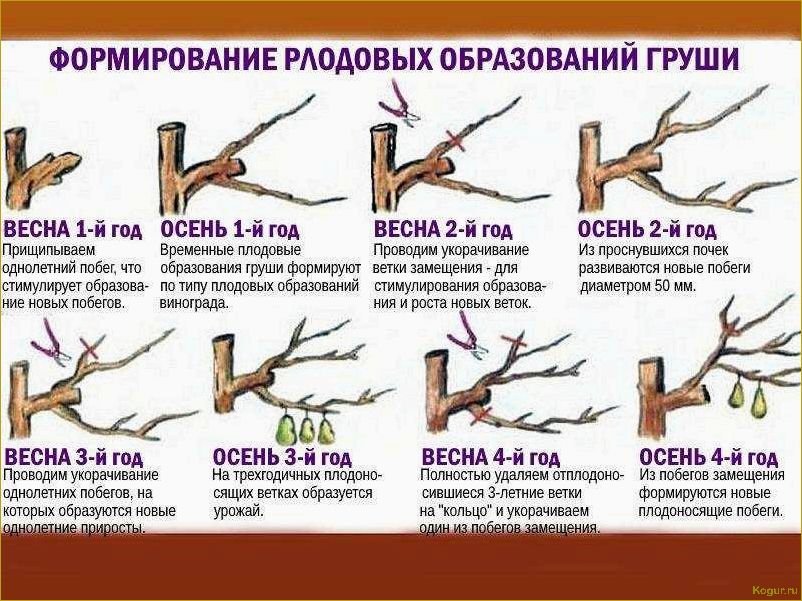 Как обрезать молодую грушу весной для приумножения будущего урожая