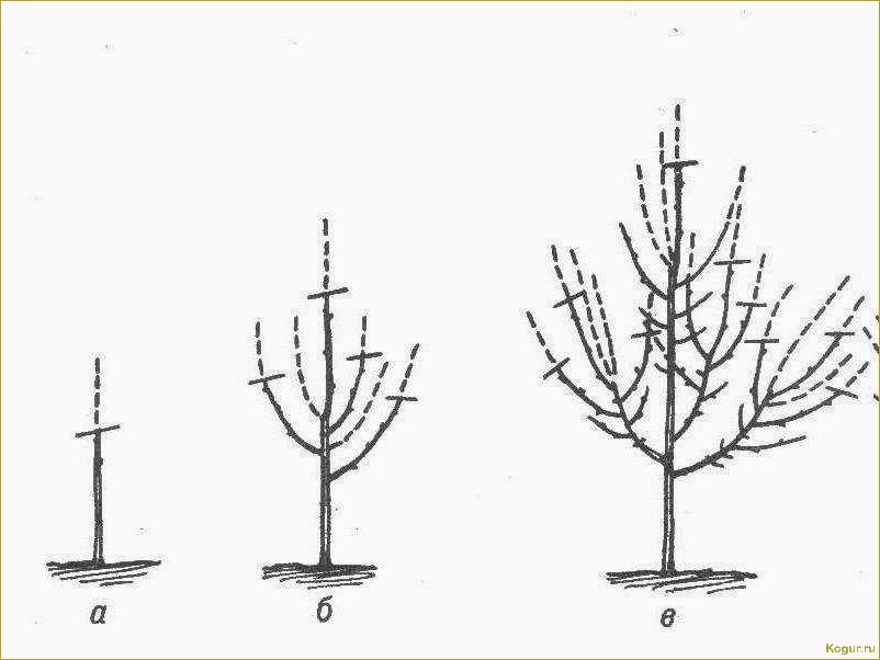 Как обрезать молодую грушу весной для приумножения будущего урожая