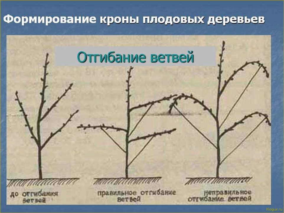 Как обрезать молодую грушу весной для приумножения будущего урожая