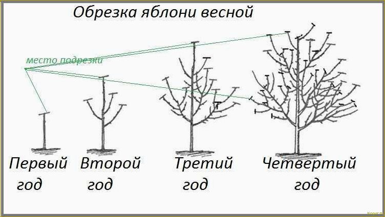 Как обрезать молодую грушу весной для приумножения будущего урожая