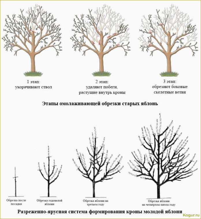 Как обрезать молодую грушу весной для приумножения будущего урожая