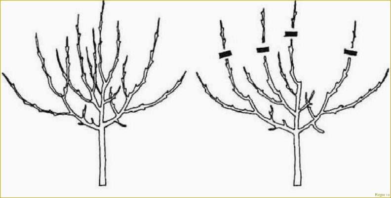 Как обрезать молодую грушу весной для приумножения будущего урожая