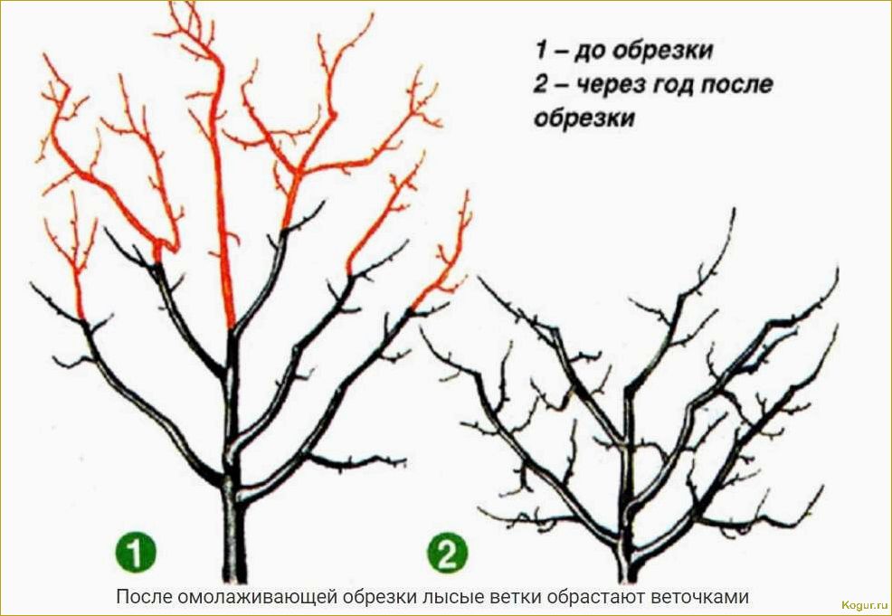 Как обрезать молодую грушу весной для приумножения будущего урожая