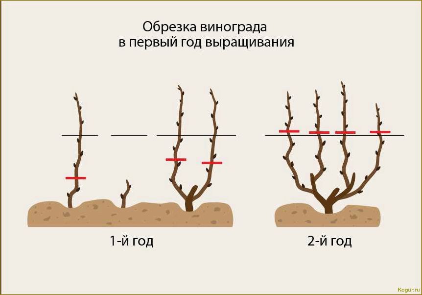 Как обрезать молодую грушу весной для приумножения будущего урожая