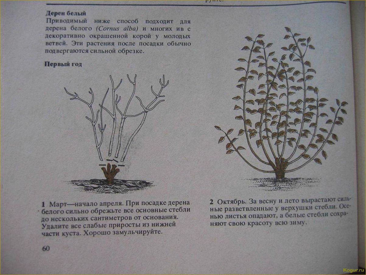 Как посадить спирею и организовать правильный уход за растением