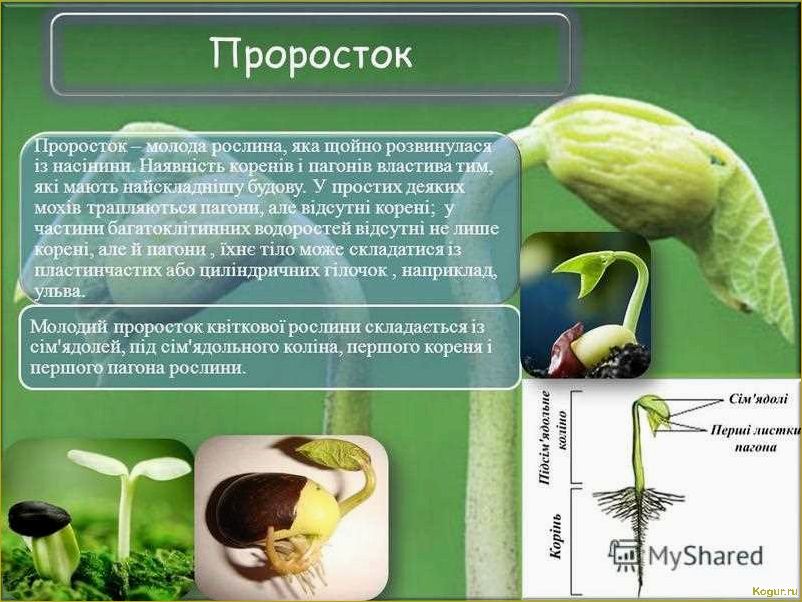 Как применять стимулятор роста «Проросток»