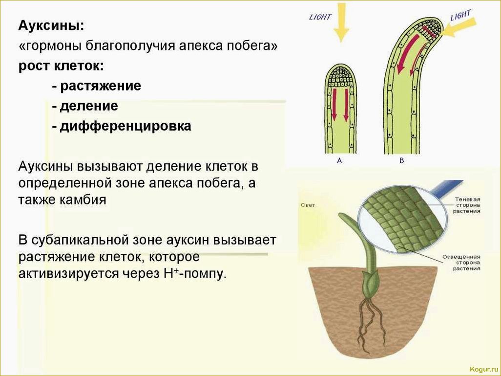 Как применять стимулятор роста «Проросток»