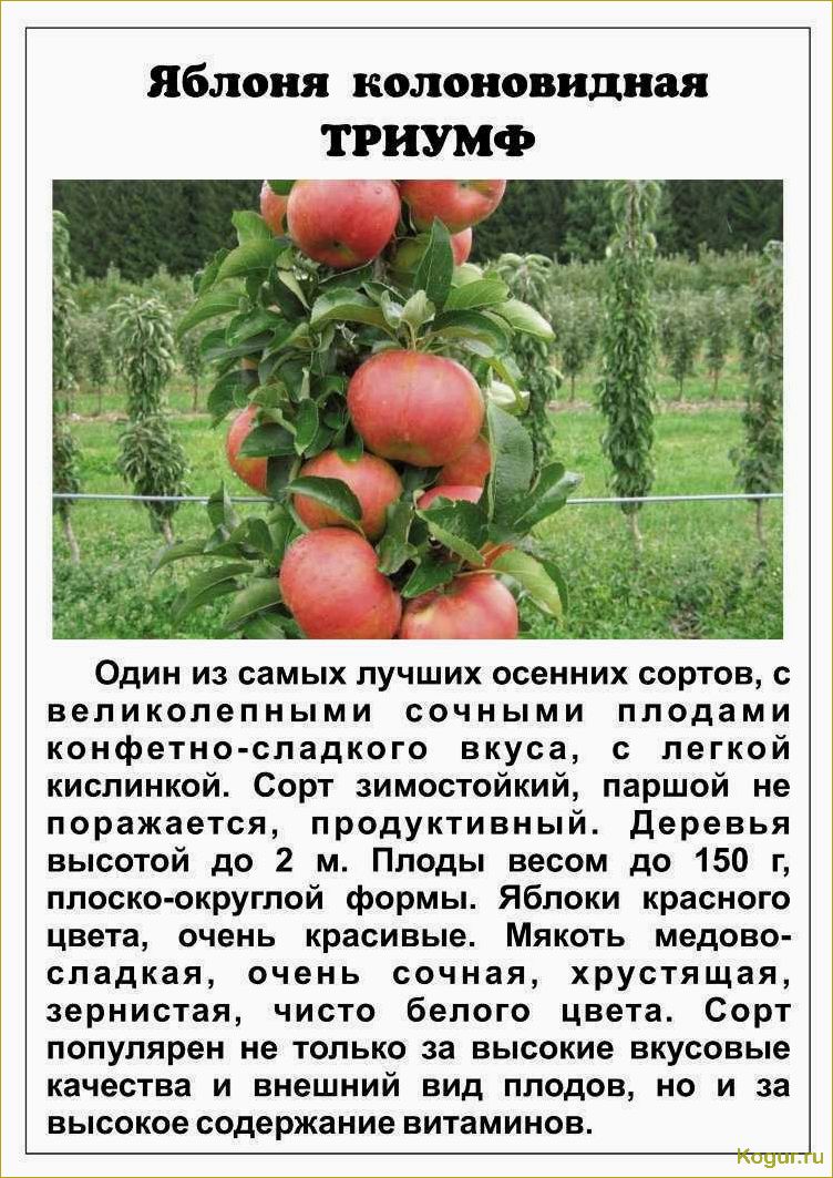 Сорта колоновидных яблонь для разных регионов России: какие выбрать?