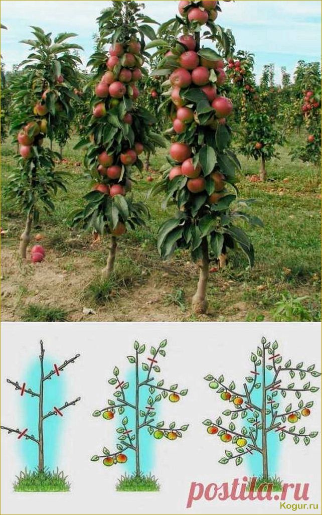 Сорта колоновидных яблонь для разных регионов России: какие выбрать?