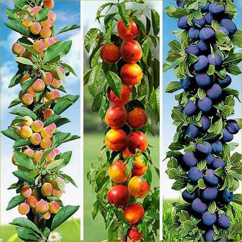 Колоновидные плодовые деревья: идеальное решение для вашего сада