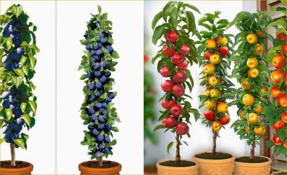 Колоновидные плодовые деревья: идеальное решение для вашего сада