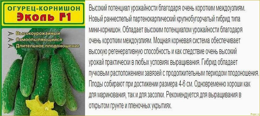 Лучшие сорта огурцов для Сибири