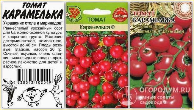 Неприхотливый сорт помидор Взрыв: выращивание до 4 кг плодов в любом климате