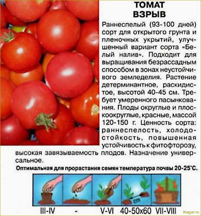 Неприхотливый сорт помидор Взрыв: выращивание до 4 кг плодов в любом климате