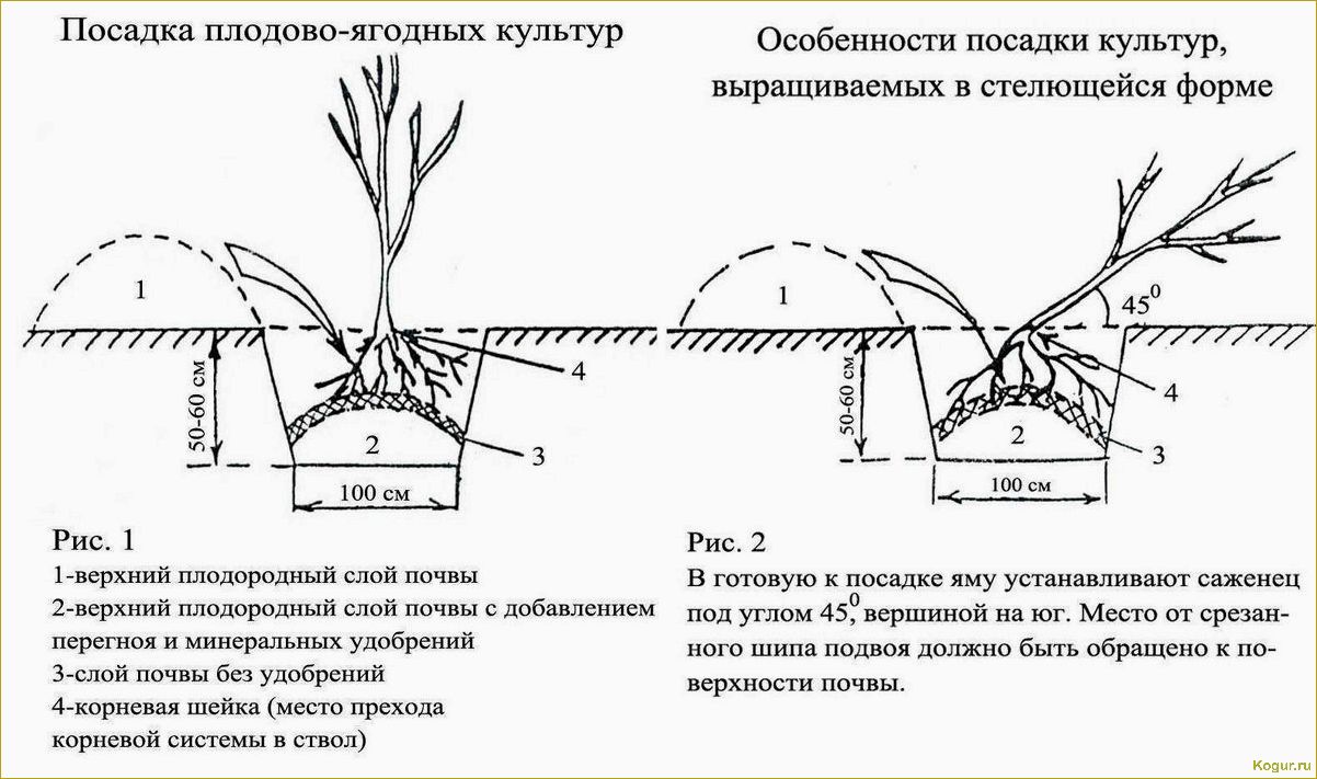 Правила посадки и ухода за щавелем в открытом грунте