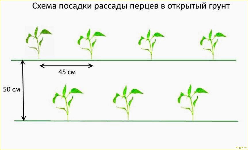 Правила посадки и ухода за щавелем в открытом грунте