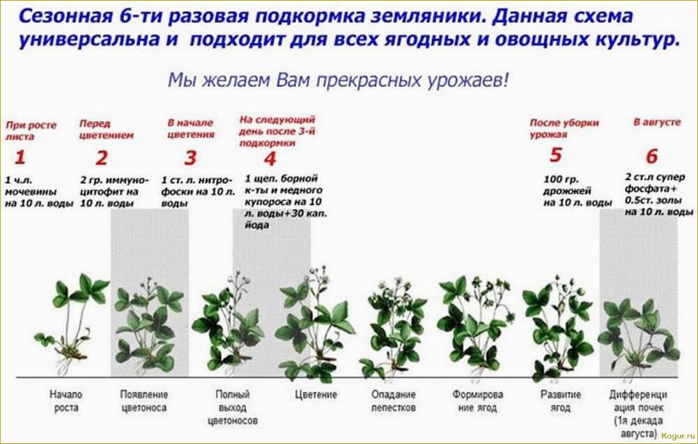 Правила посадки и ухода за щавелем в открытом грунте