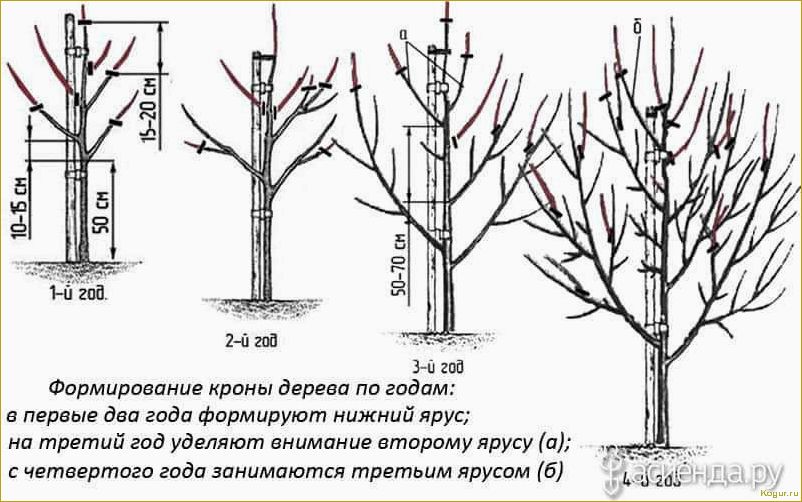 Обрезка молодых деревьев до плодоношения: видеоинструкция