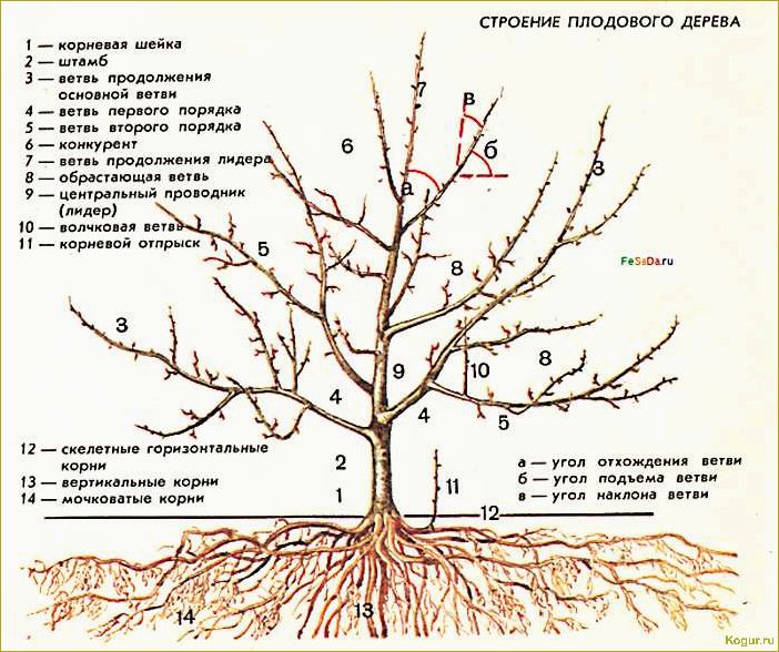 Обрезка молодых деревьев до плодоношения: видеоинструкция