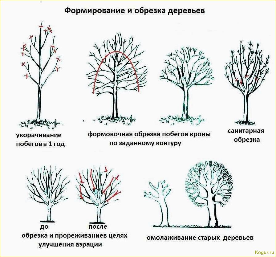 Обрезка молодых деревьев до плодоношения: видеоинструкция