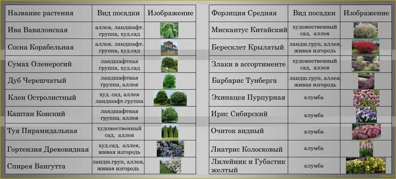 Особенности посадки и ухода за лавандой в открытом грунте разных регионов