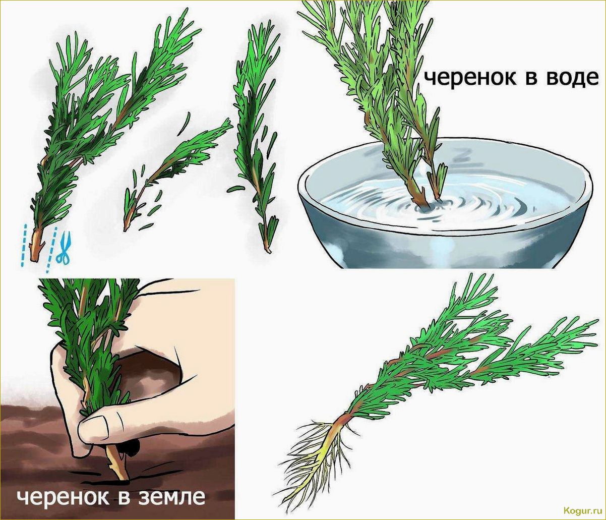 Особенности выращивания и размножения можжевельника казацкого