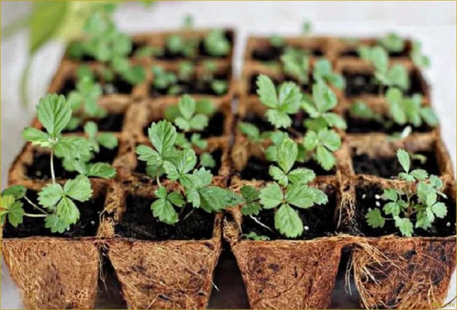 Техники и советы по выращиванию рассады овощей и цветов в торфяных горшках