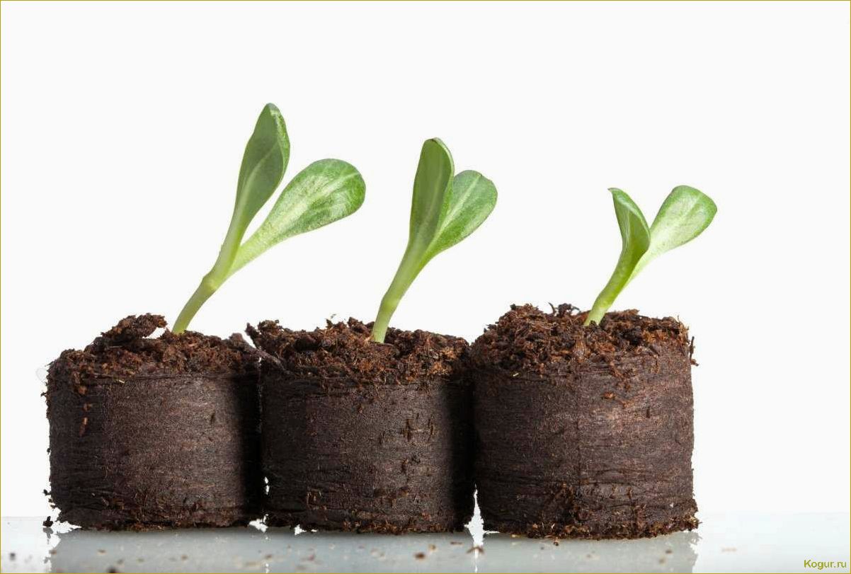 Техники и советы по выращиванию рассады овощей и цветов в торфяных горшках