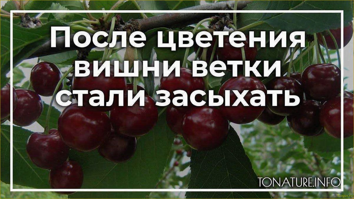 Почему вишня сохнет после цветения и как сохранить дерево