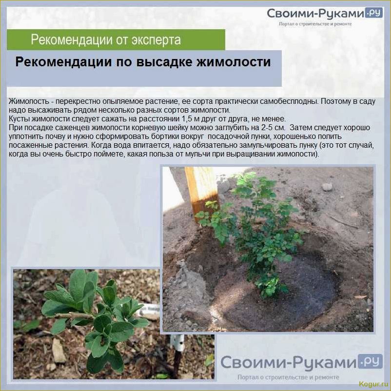 Посадка и уход за жимолостью съедобной на даче