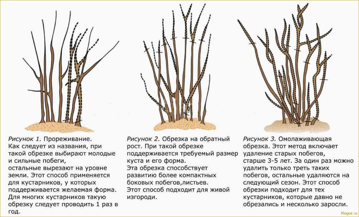 Посадка и уход за жимолостью съедобной на даче