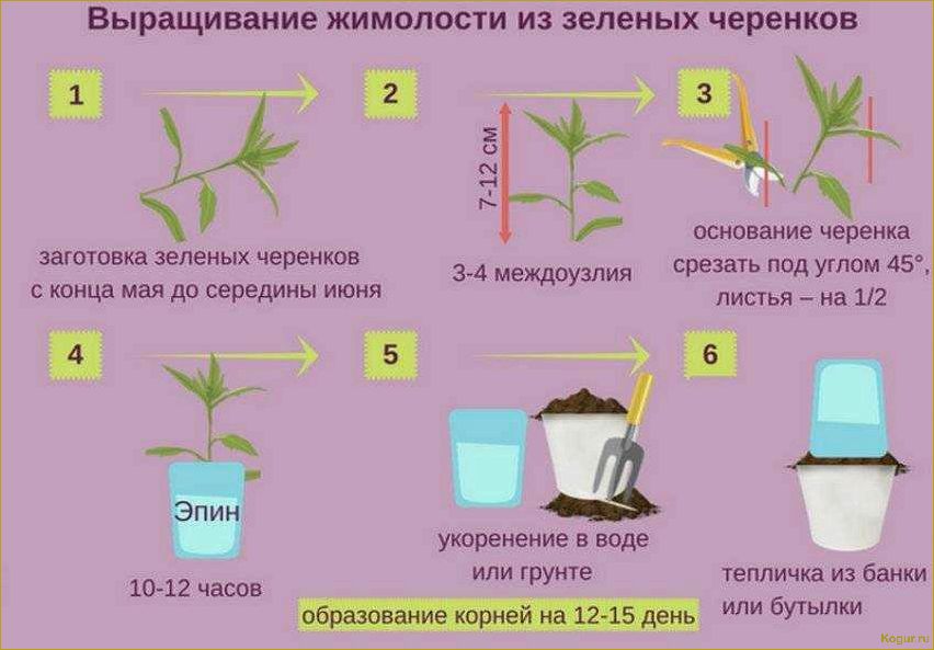 Посадка и уход за жимолостью съедобной на даче