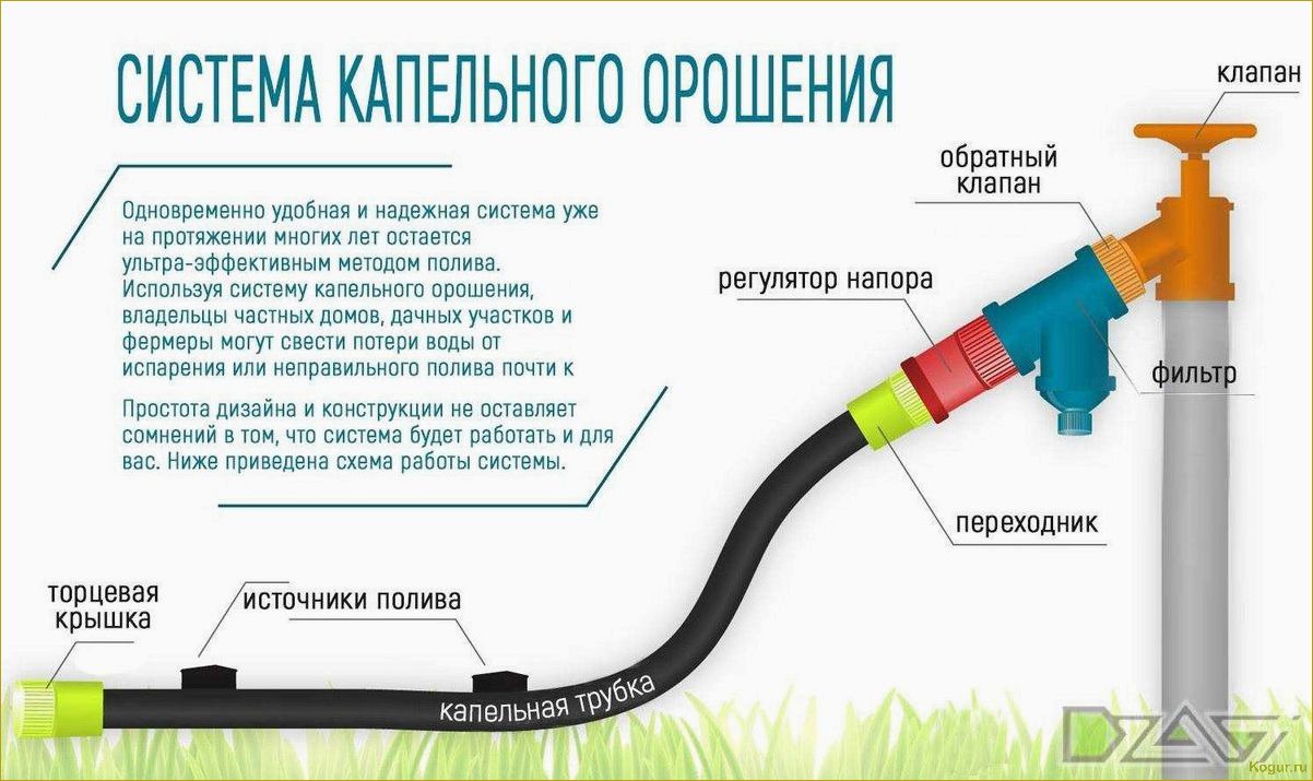 Как правильно выбрать шланг для полива огорода: простые советы